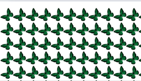 Heat Transfer Betterfly Strip for 14 August